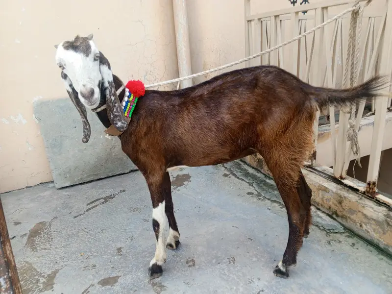 2 dant  Bakri KY Sath 3 mah ki path for sale,goat for sale,Desi bakri — photo 5