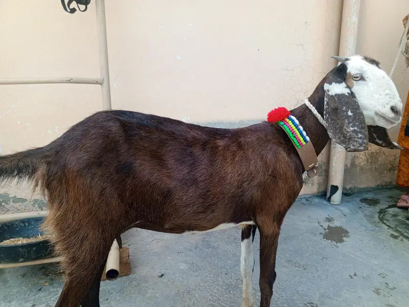 2 dant  Bakri KY Sath 3 mah ki path for sale,goat for sale,Desi bakri — photo 6