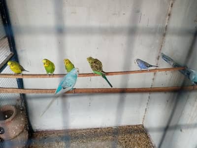Bugie Pair & Hogoromo Female for Sale