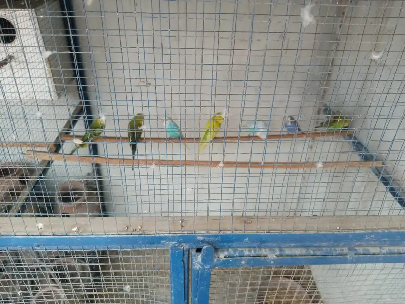 Bugie Pair & Hogoromo Female for Sale — photo 2