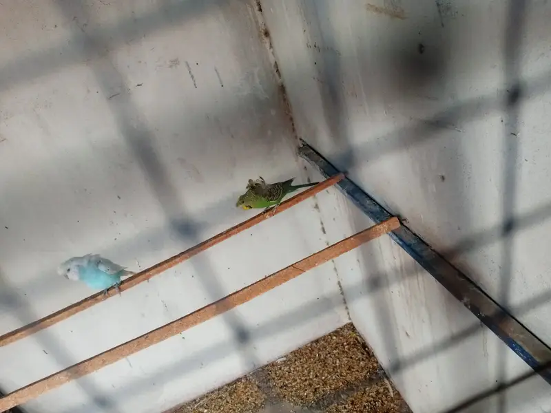 Bugie Pair & Hogoromo Female for Sale — photo 4