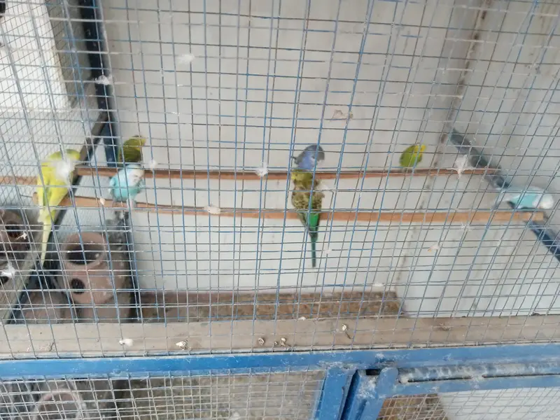 Bugie Pair & Hogoromo Female for Sale — photo 5