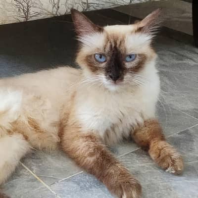 Persian Cat Siamese