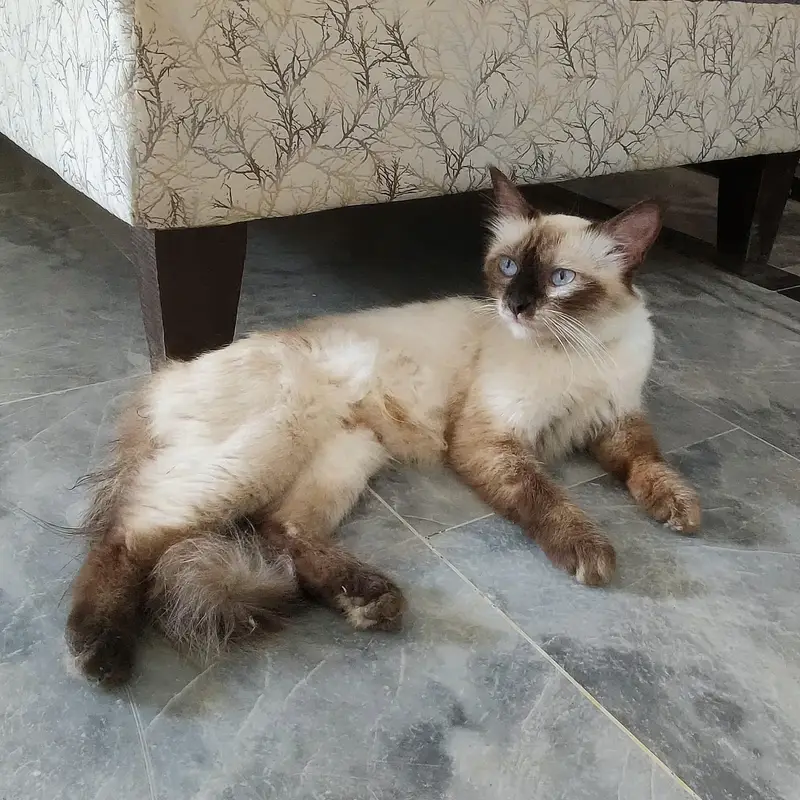 Persian Cat Siamese — photo 2