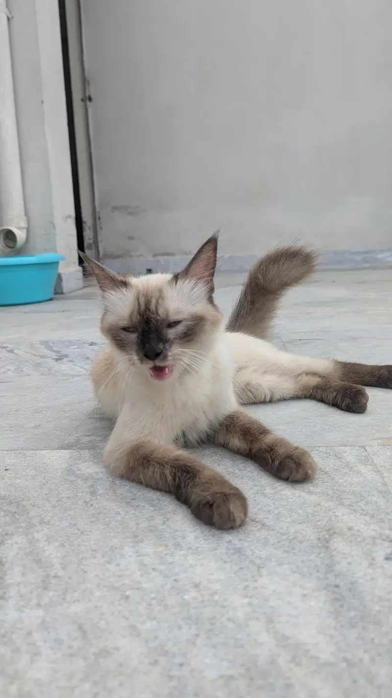 Persian Cat Siamese — photo 3
