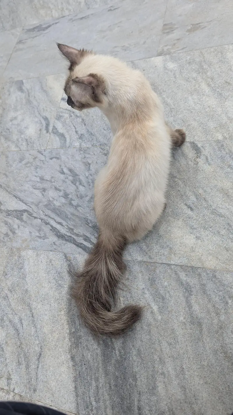 Persian Cat Siamese — photo 4