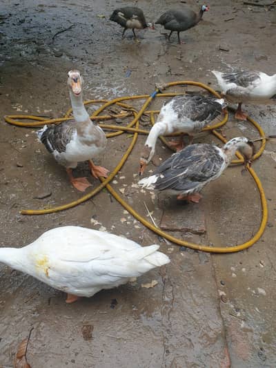 Big duck long neck and ayam Cemani pair