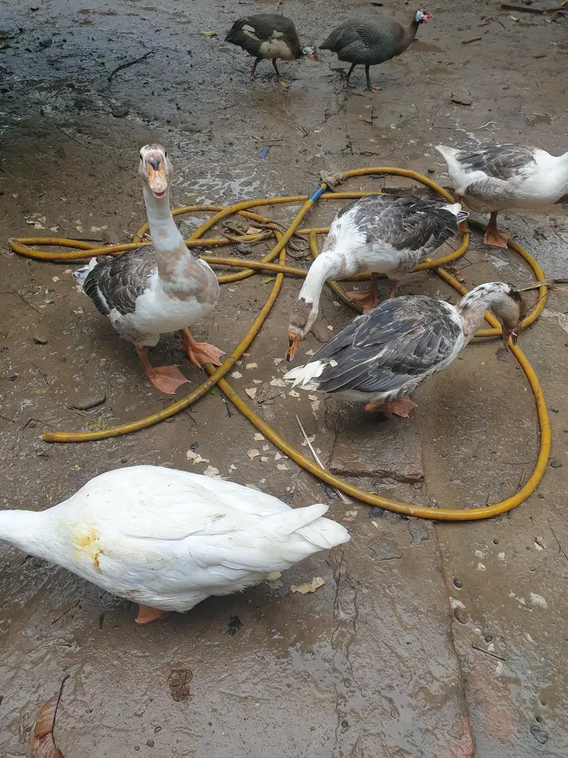 Big duck long neck and ayam Cemani pair