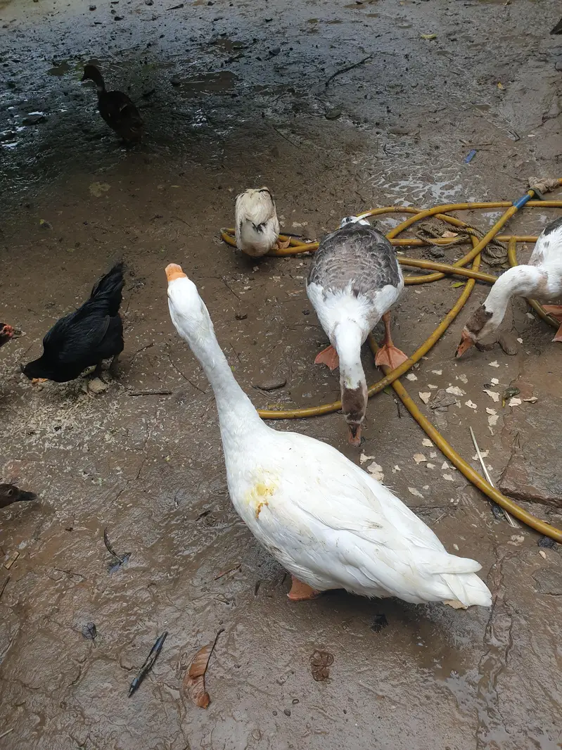 Big duck long neck and ayam Cemani pair — photo 2