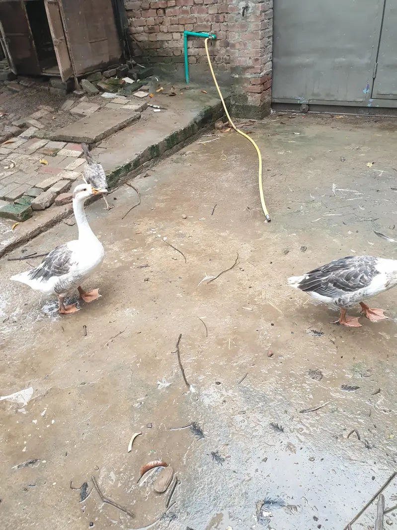 Big duck long neck and ayam Cemani pair — photo 3