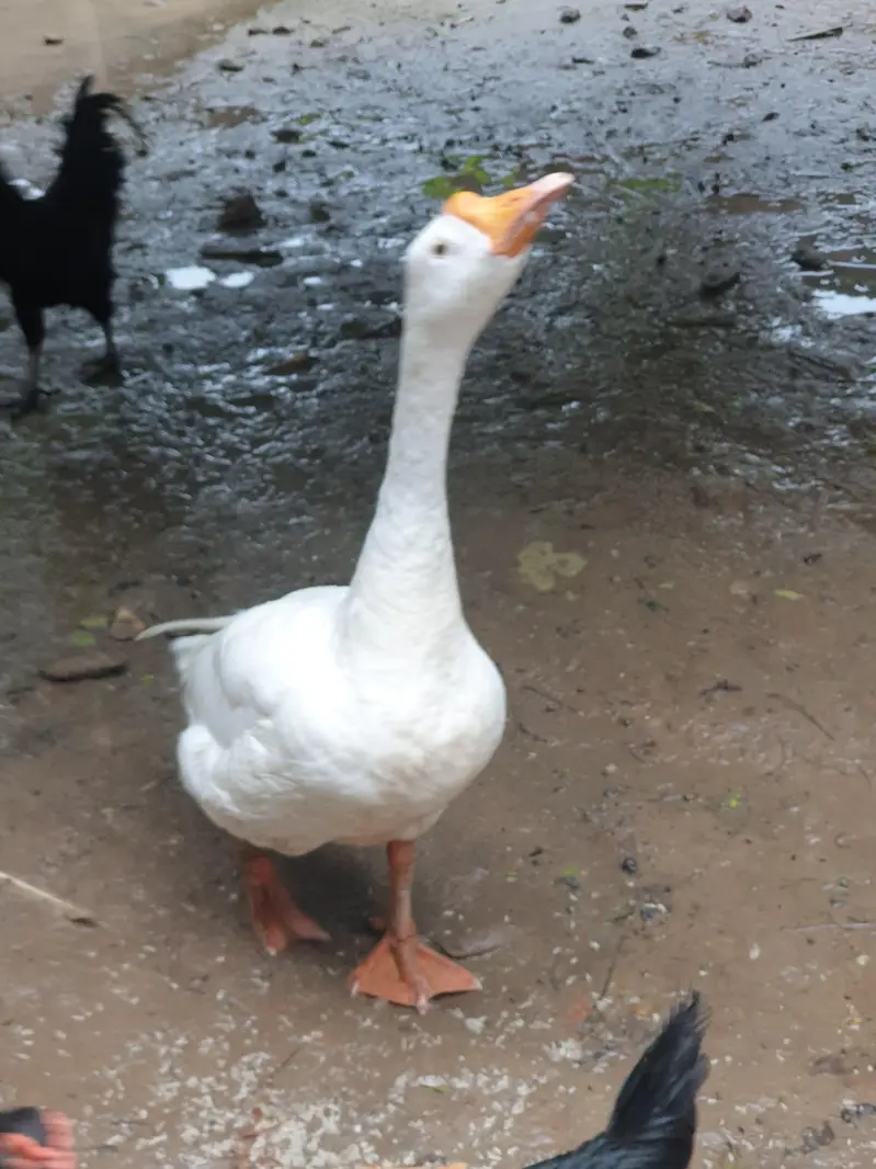 Big duck long neck and ayam Cemani pair — photo 4