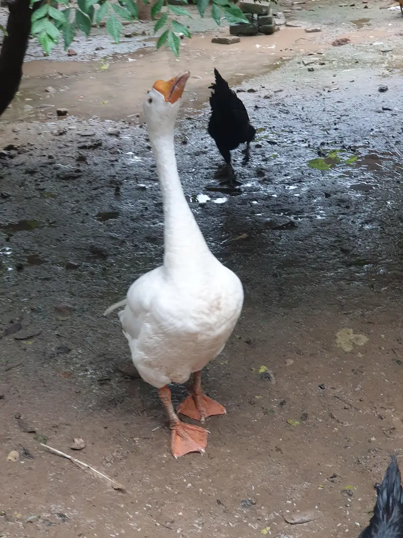 Big duck long neck and ayam Cemani pair — photo 5