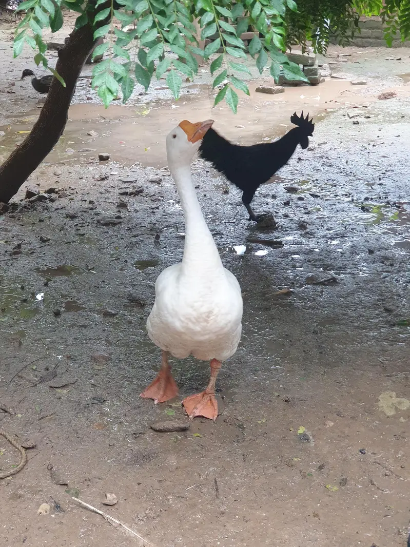 Big duck long neck and ayam Cemani pair — photo 6