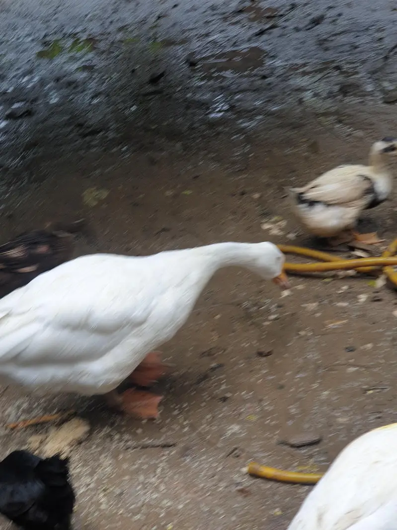 Big duck long neck and ayam Cemani pair — photo 7