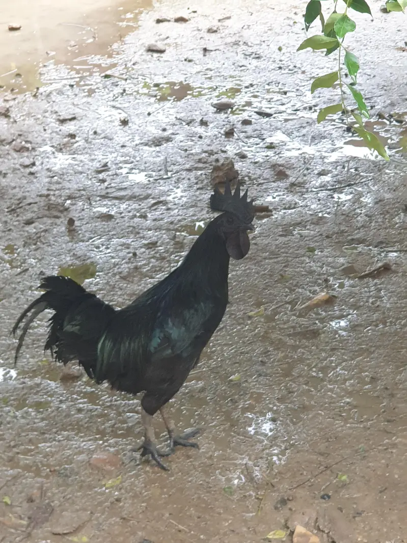 Big duck long neck and ayam Cemani pair — photo 8