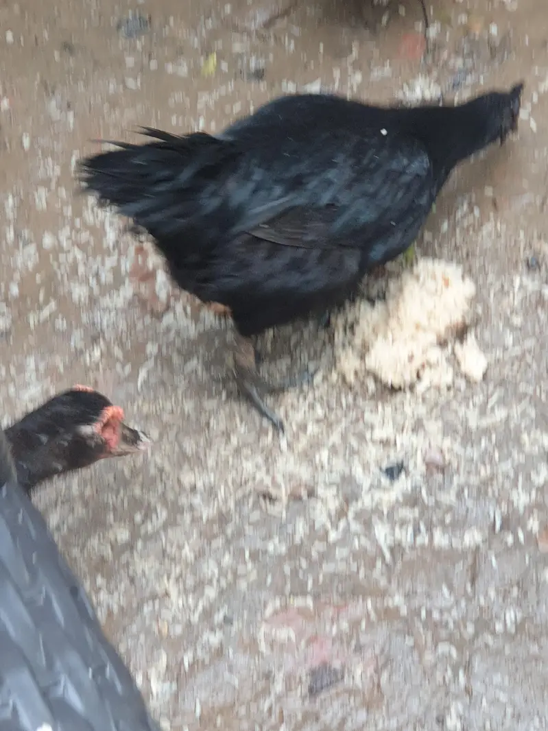 Big duck long neck and ayam Cemani pair — photo 9