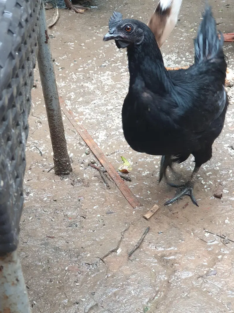 Big duck long neck and ayam Cemani pair — photo 10