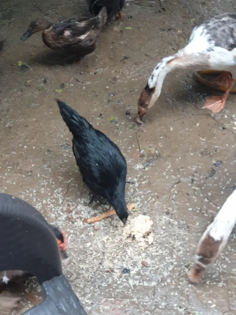 Big duck long neck and ayam Cemani pair — photo 11