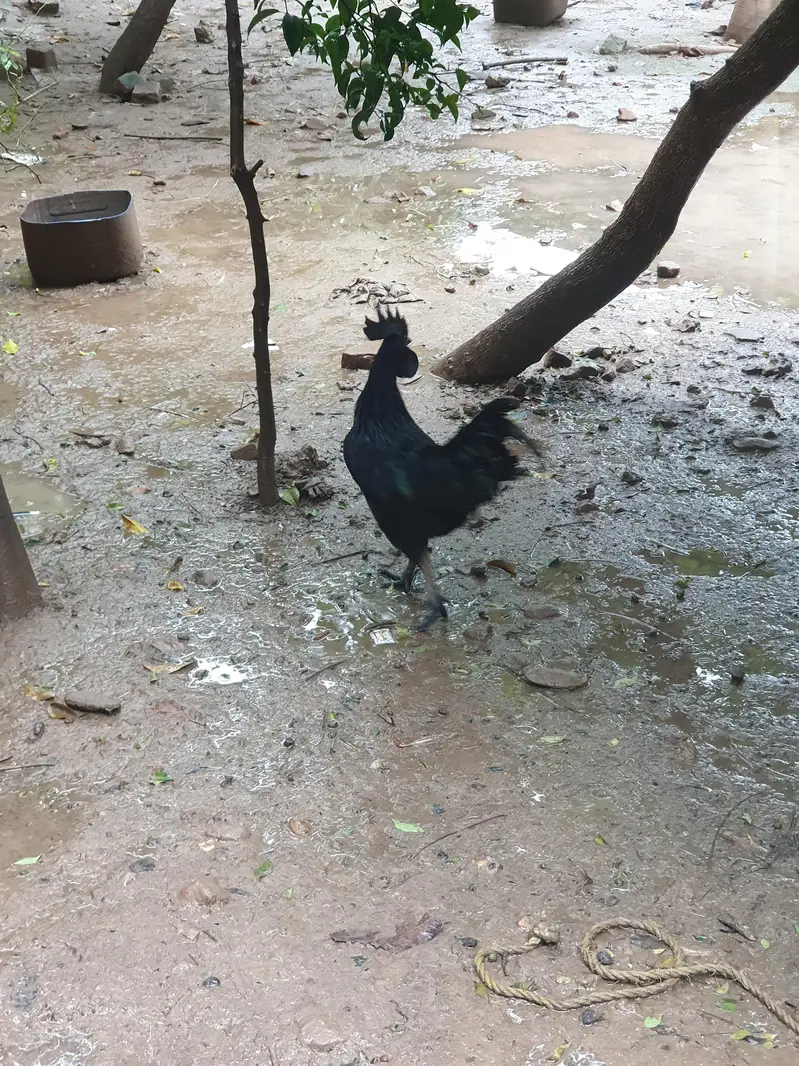 Big duck long neck and ayam Cemani pair — photo 12