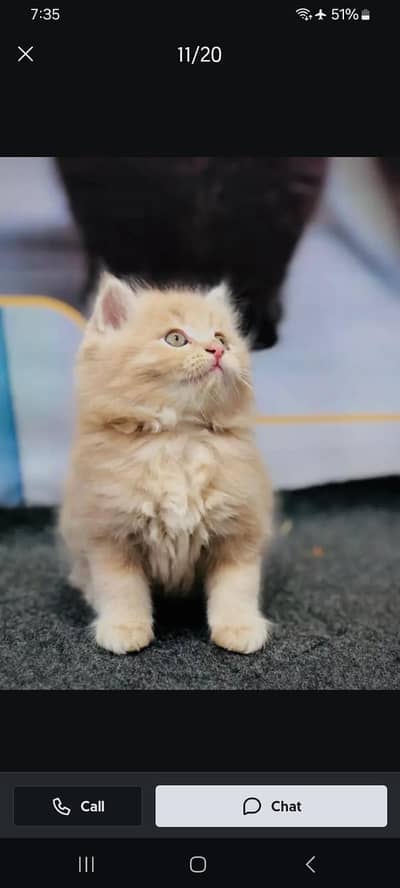 Persian kitten triple Qout. for. . sale my WhatsApp03493731440