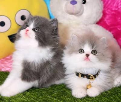 Persian kitten triple Qout. for. . sale my WhatsApp03493731440