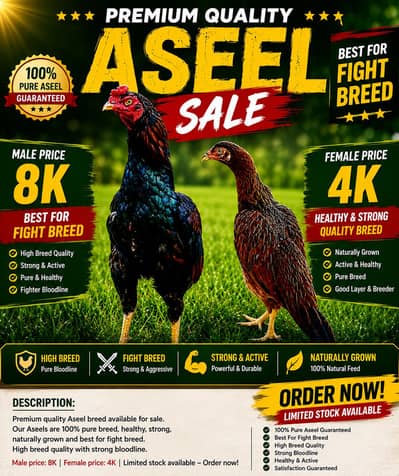 Pure Aseel Pair for Sale – Healthy & Strong