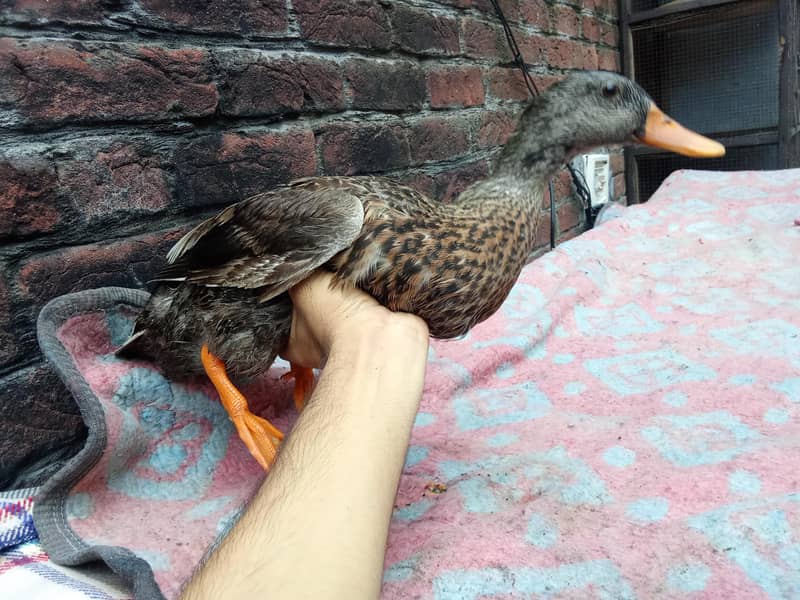 aseel murga and duck golden 5