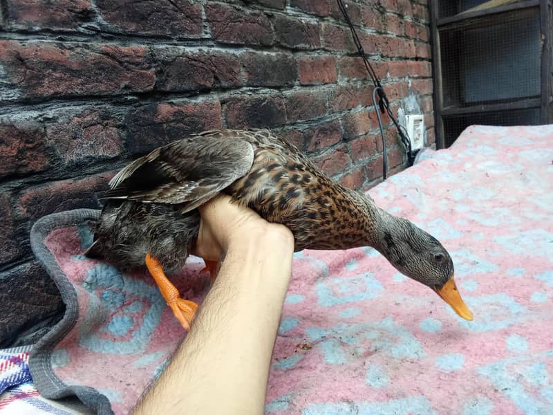 aseel murga and duck golden 6