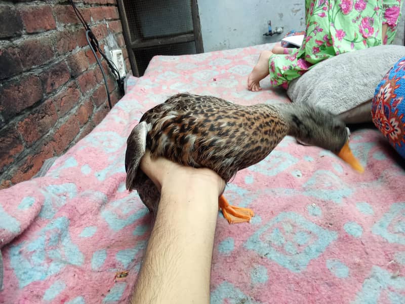 aseel murga and duck golden 7