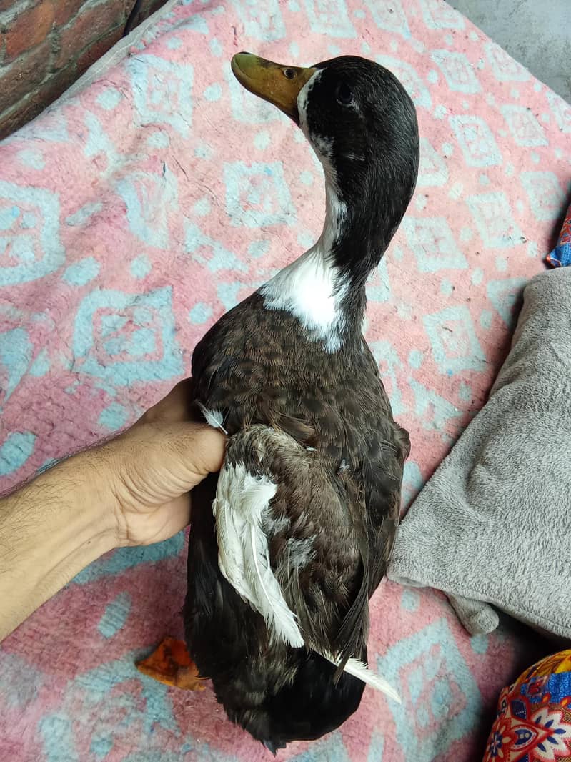 aseel murga and duck golden 8
