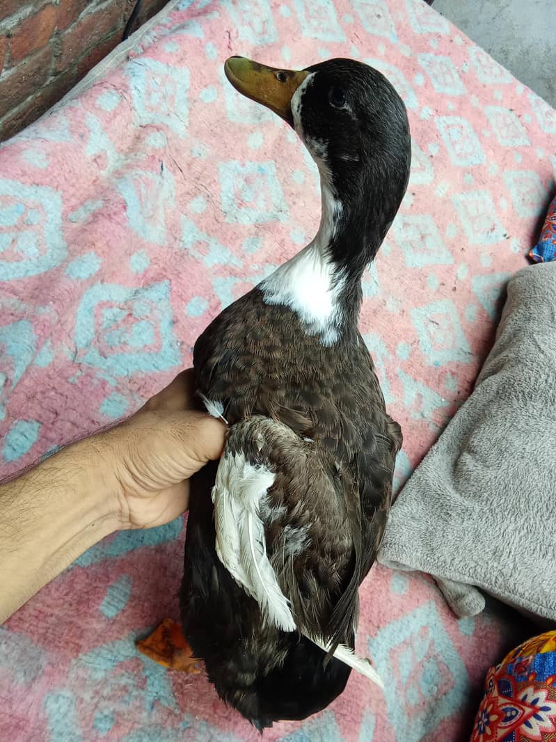 aseel murga and duck golden 9