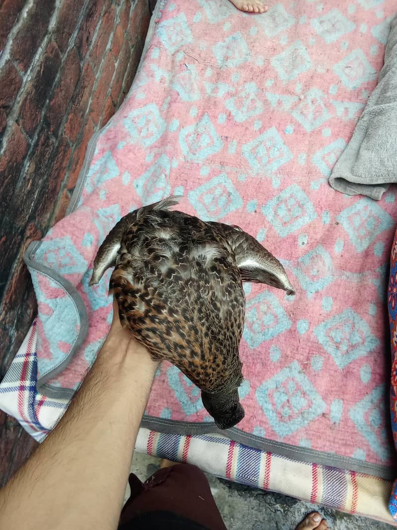 aseel murga and duck golden 10