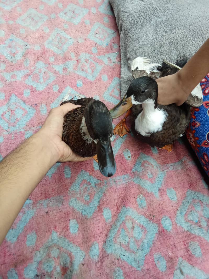 aseel murga and duck golden 11