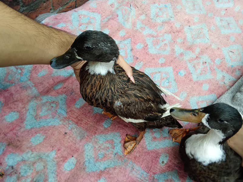 aseel murga and duck golden 12