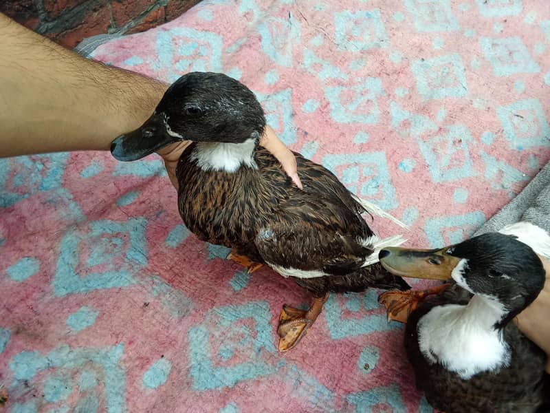 aseel murga and duck golden 13