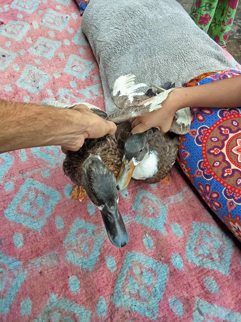 aseel murga and duck golden 14