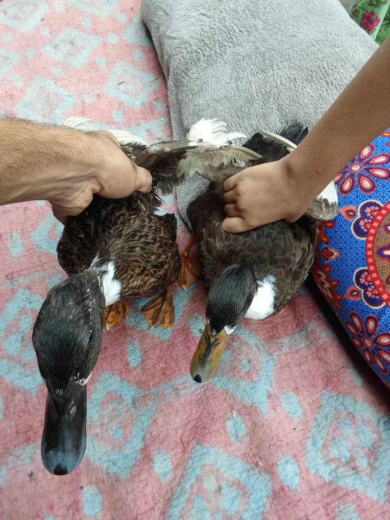 aseel murga and duck golden 15