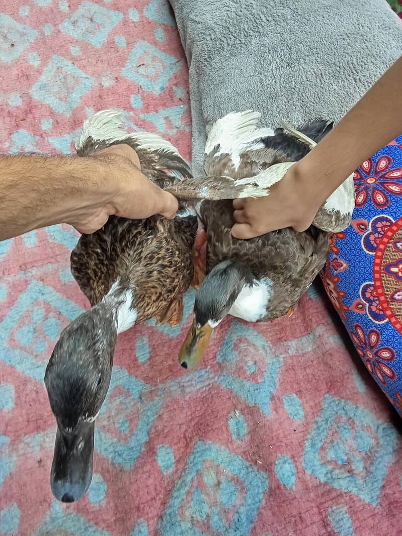 aseel murga and duck golden 16