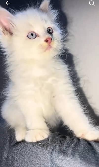 Persian kitten triple Qout. for. . sale my WhatsApp03493731440
