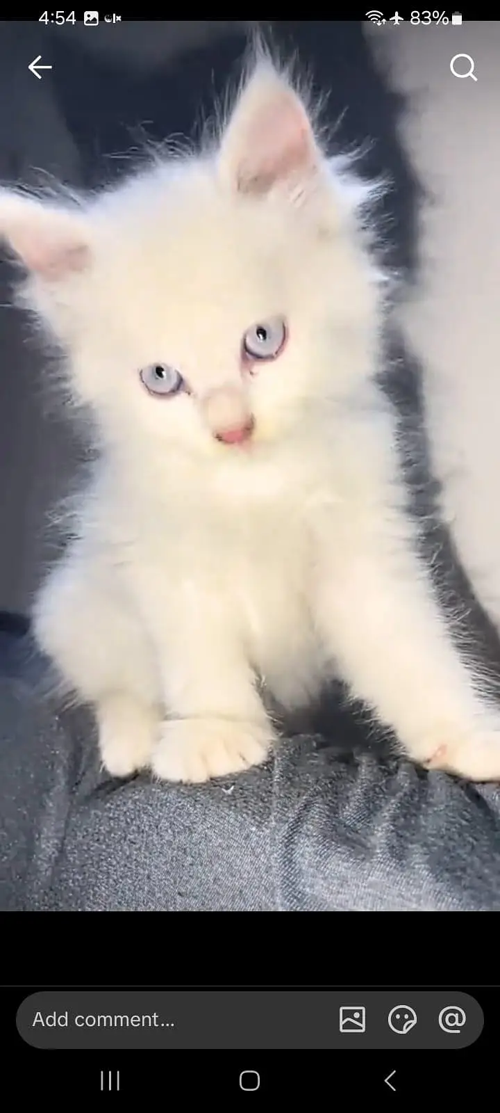 Persian kitten triple Qout. for. . sale my WhatsApp03493731440 — photo 2