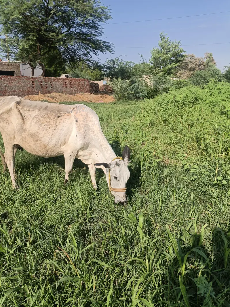 Healthy walati cow for sale