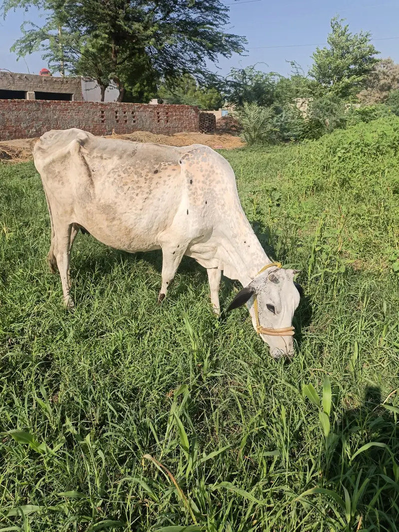 Healthy walati cow for sale — photo 2