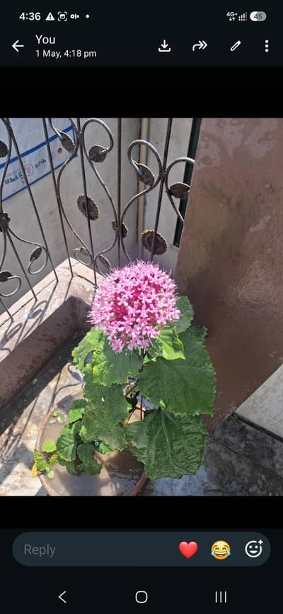 Rose Glory plant for sale