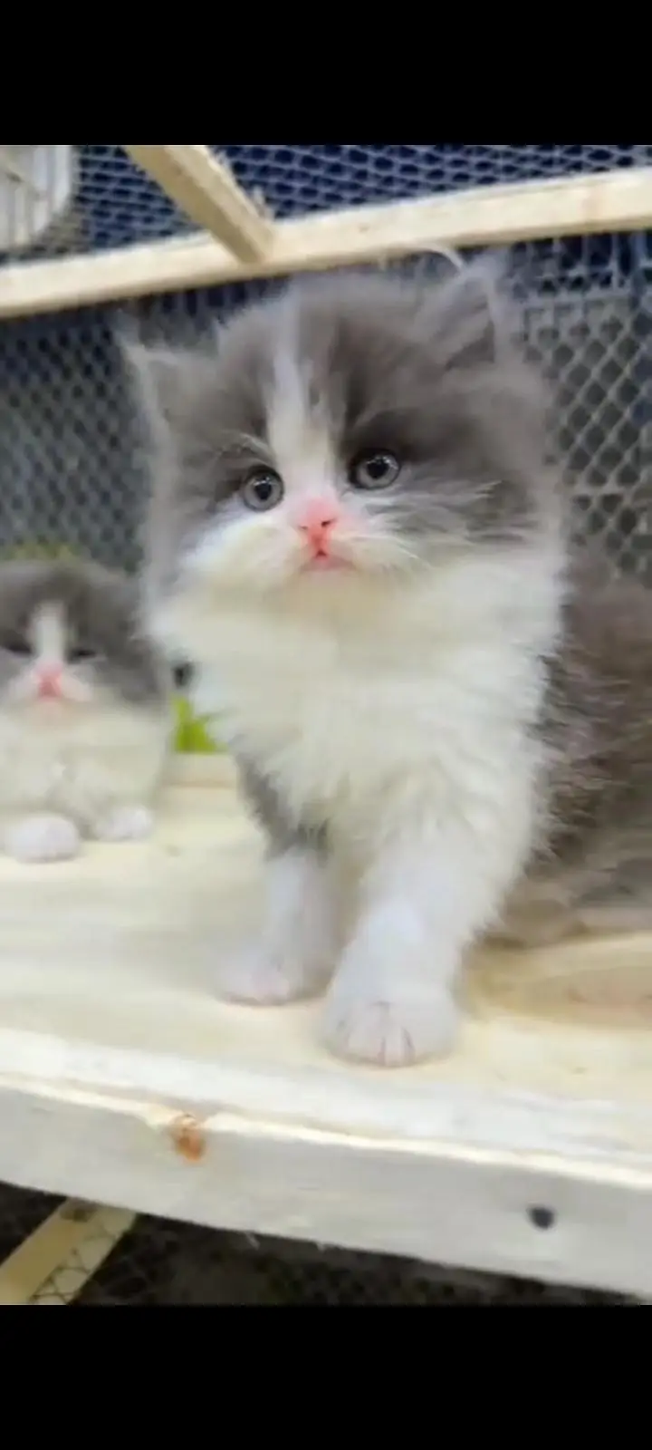 Quality Persian Punch Face cat &kittens 03495425573 WhatsApp