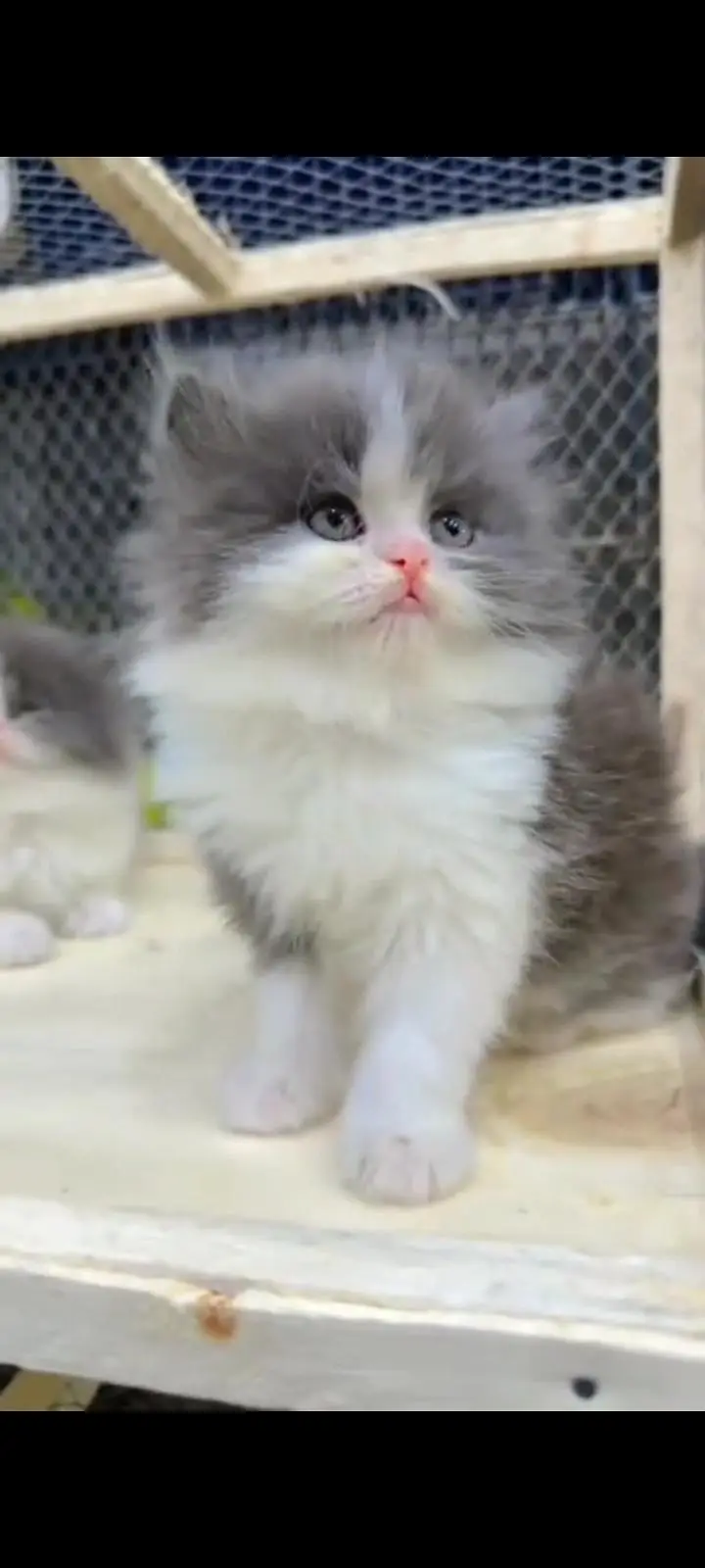 Quality Persian Punch Face cat &kittens 03495425573 WhatsApp — photo 2
