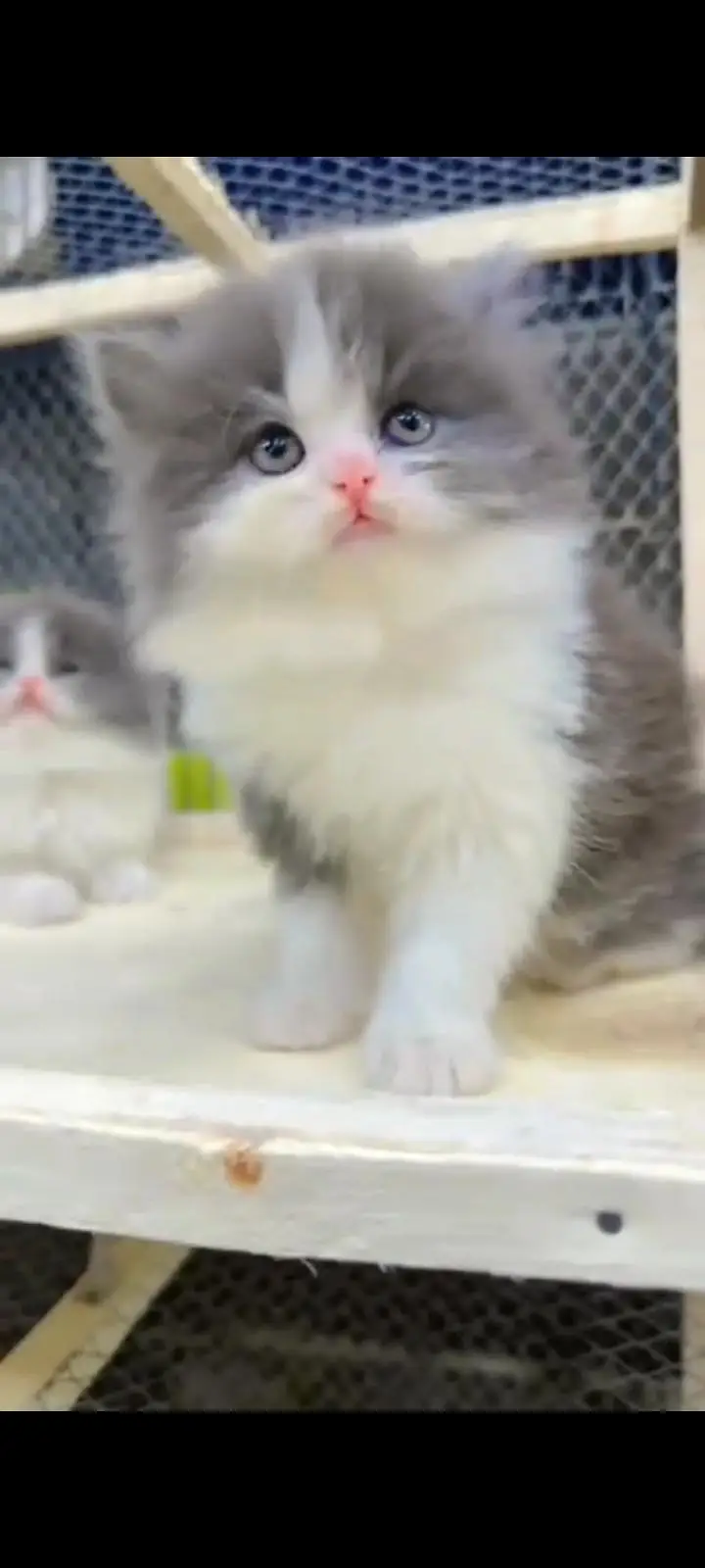 Quality Persian Punch Face cat &kittens 03495425573 WhatsApp — photo 3