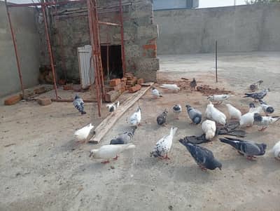Kabouter for sale 16 pice hen 5000 k