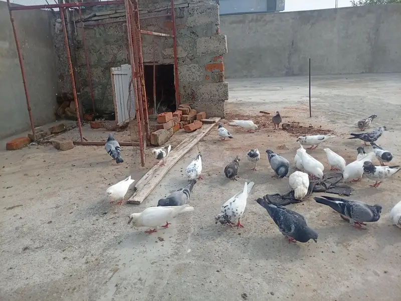 Kabouter for sale 16 pice hen 5000 k