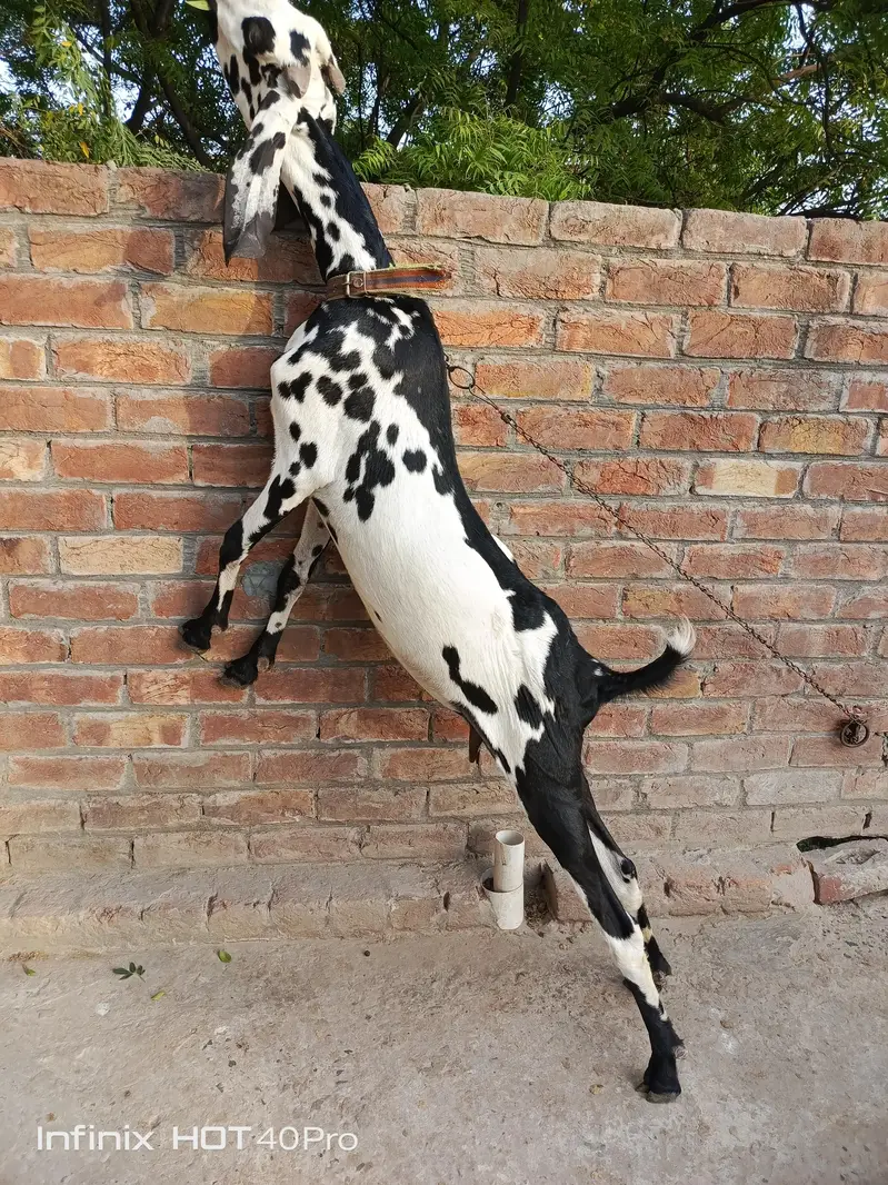 Bakri 3.5 4 month Gaban h — photo 2