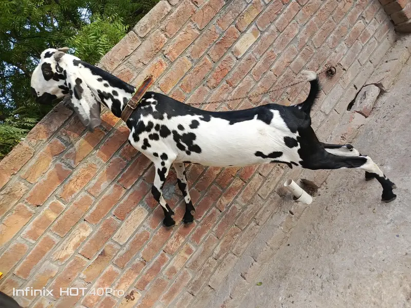 Bakri 3.5 4 month Gaban h — photo 3